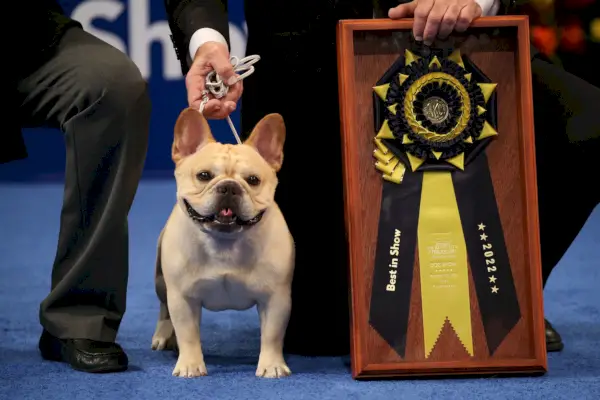 the national dog show presented by purina season 21