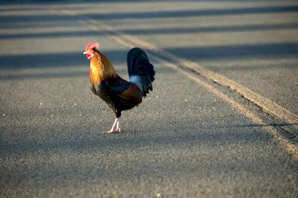 chicken crossing the road funny joke