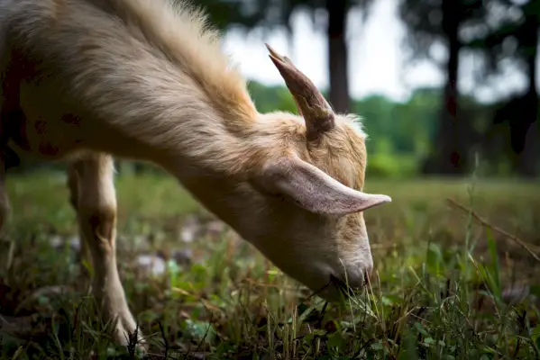 Goat, Terrestrial animal, Adaptation, Grazing, Goats, Pasture, Snout, Fawn, Wildlife, Goat-antelope, 