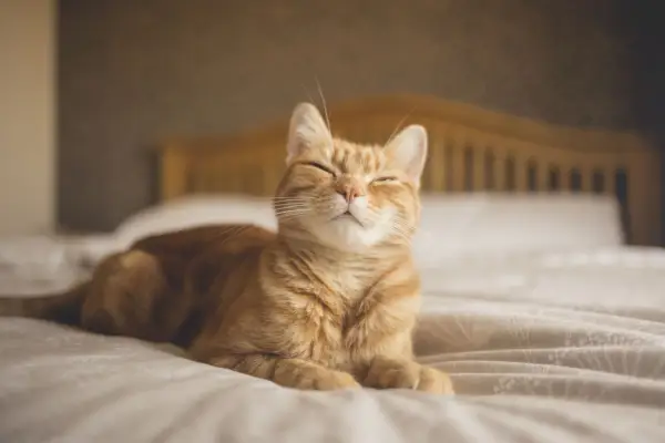 ginger cat lying on a bed, looking happy