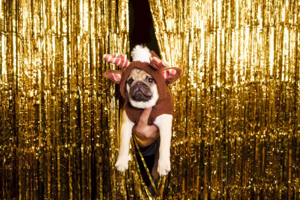 pug dressed as a christmas deer in new years decor golden curtain on the background