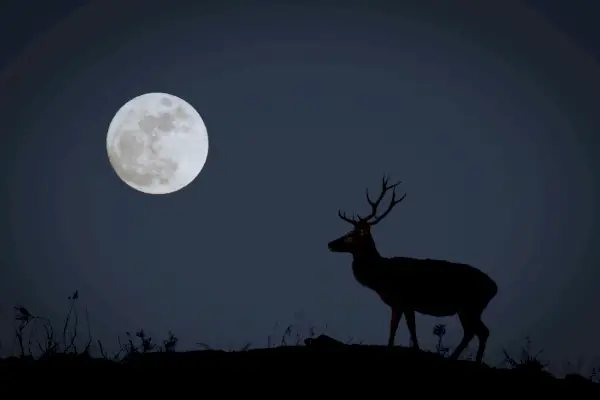 full moon with buck in silhouette representing october