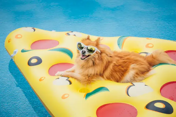 pomeranian dog on pool float dog wearing sunglasses, dog on vacation, floating in a swimming pool on a pizza shaped pool raft conceptual image for relaxation, labor day, memorial day, fourth of july, and summer fun