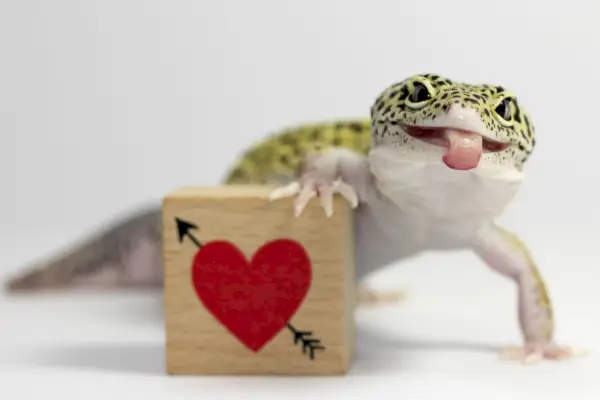lizard and heart stamp