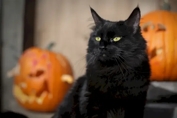 black cat at halloween with carved pumpkins