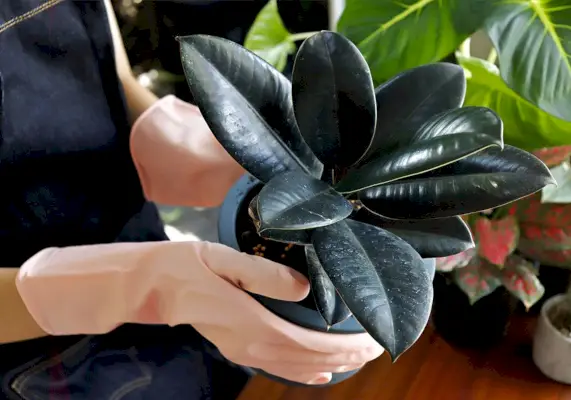 rubber plant care image with person tending to a rubber tree