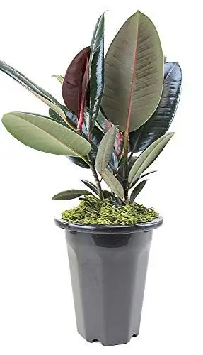 Burgundy Rubber Tree 