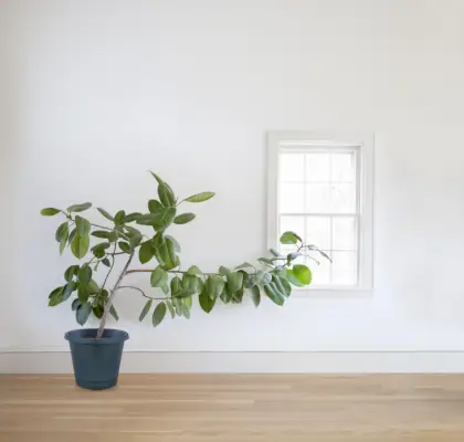 Rubber plant growing toward window