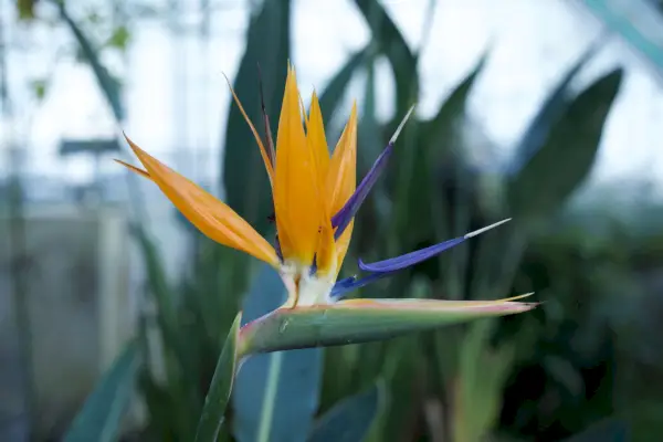how to grow bird of paradise