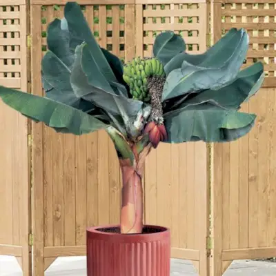 Super Dwarf Cavendish Banana Tree