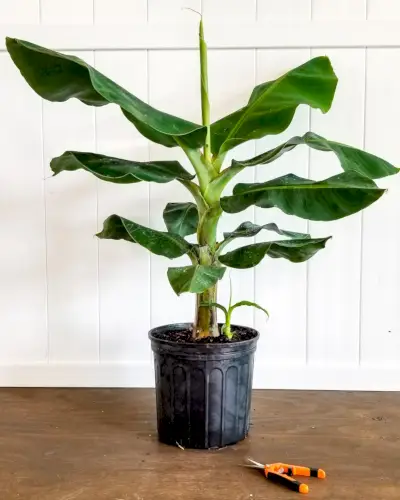 Super Dwarf Cavendish Banana