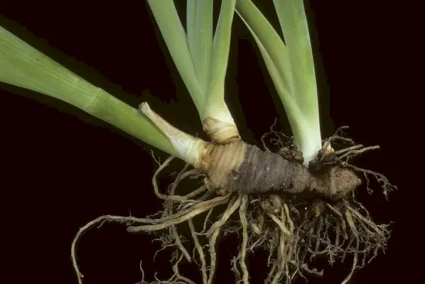 root of iris