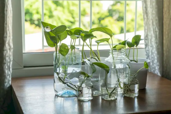 how to propagate pothos