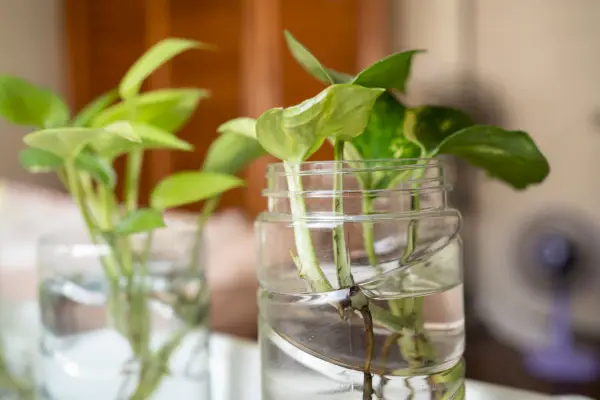 how to propagate pothos