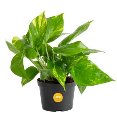 Golden Pothos