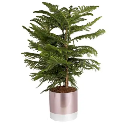 Norfolk Island Pine in Decor Pot, 10-inch