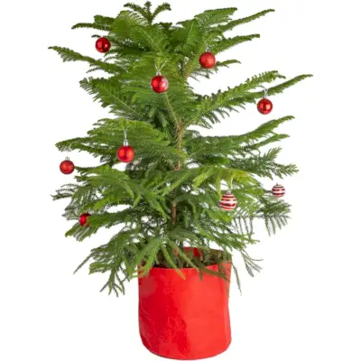 Norfolk Island Pine, 3 to 4 feet tall with ornaments