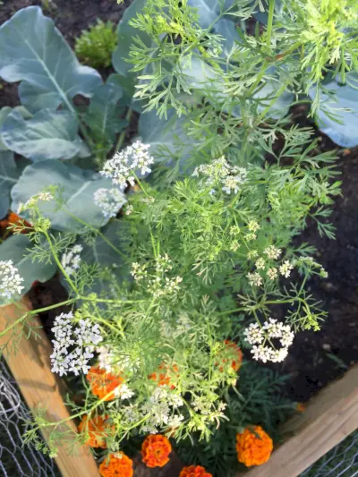 Flower, Plant, Carrot, Herb, Leaf, Flowering plant, Garden, Annual plant, wild carrot, Leaf vegetable, 