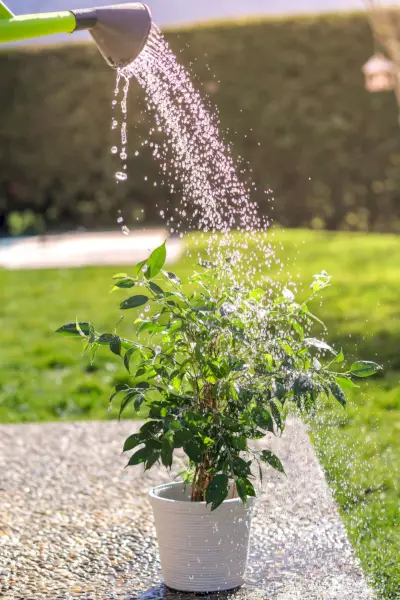 watering green flower pot in garden at bright sunny summer day from watering can small ficus benjamina bush in white pot under water drops at sunlight