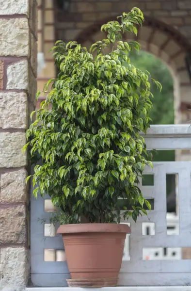 Ficus benjamina