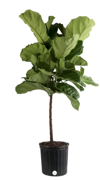 Fiddle Leaf Fig House Plant in 10-in Pot
