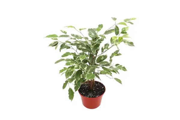 Ficus Benjamina Variegated - 6