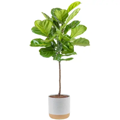 Costa Farms Fiddle Leaf Fig Tree