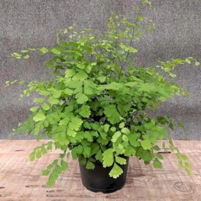 Delta Maidenhair Fern (Adiantum raddianum)