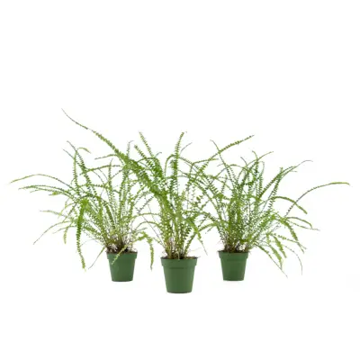 Lemon Button Fern (Nephrolepis cordifolia) 