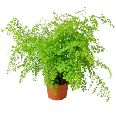 how to care for maidenhair fern
