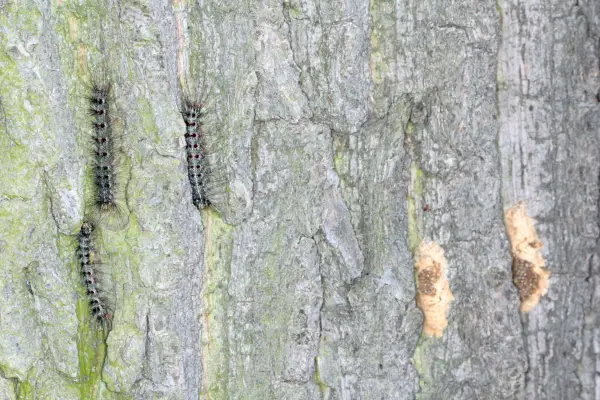 spongy moth outbreak caterpillars and egg masses