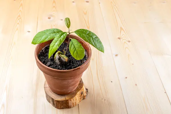 avocado seed in a pot for germination on a wooden background