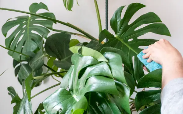 monstera plant swiss cheese plant care guide