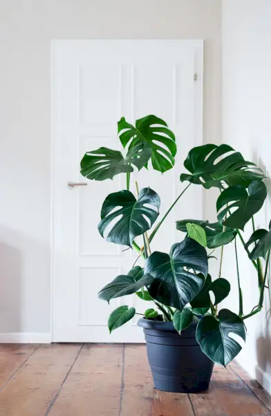 monstera deliciosa plant in gray pot in a light room with wide planked hard wood floors