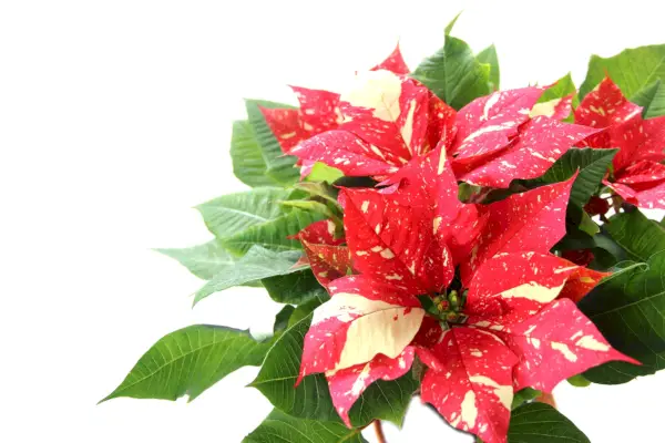 poinsettia（