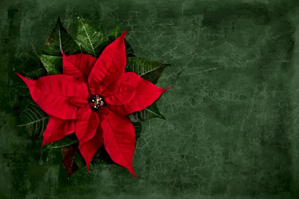 seasonal elegance red poinsettia blossom on vintage green background