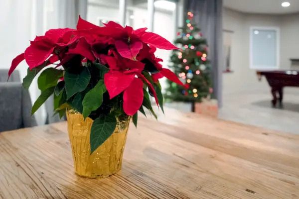 poinsettia on christmas