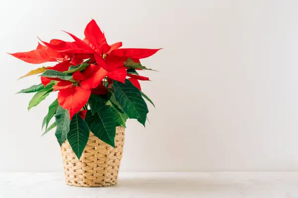 how to care for poinsettias