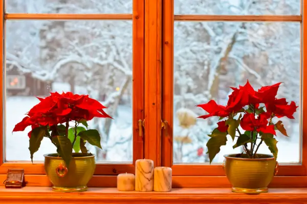 norwegian christmas traditions two poinsettias and candlesticks in the kitchen window view on garden and trees with snow