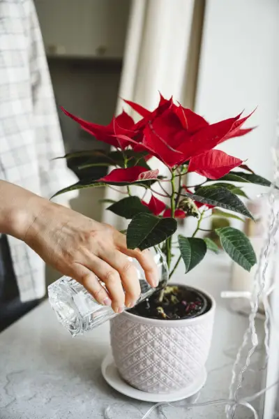 woman watering poinsettia plant on window sill at home