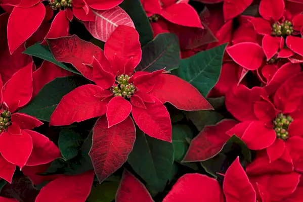 poinsettia flowers