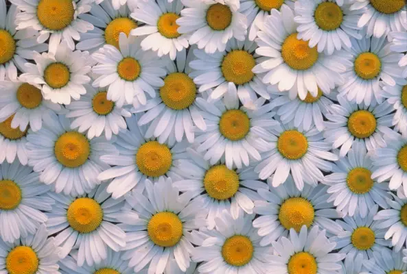 shasta daisies, small white perennial flowers