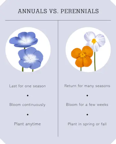 petunia, an annual flowering plant with profuse trumpet shaped blooms