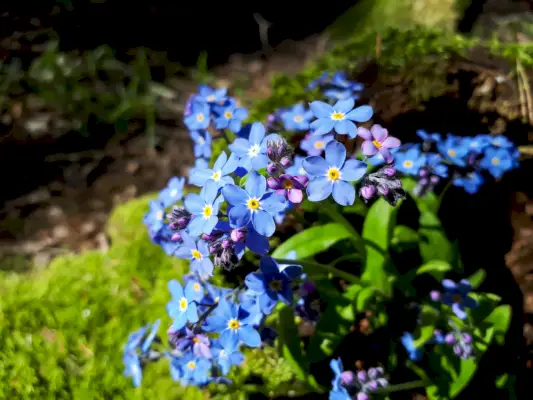 fforget me not plant guide myosotis sylvatica