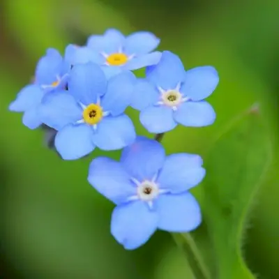 Alpine forget-me-not (M. alpestris) seeds