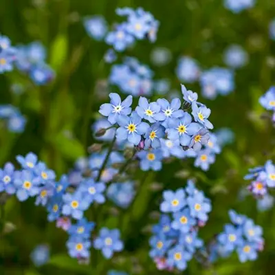 Alpine Forget-me-not (M. alpestris) seeds