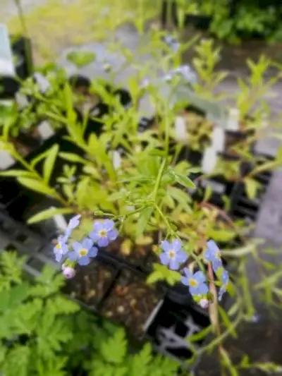 Forget-me-not (M. laxa), live plant