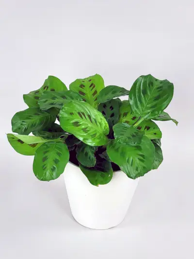 Green Prayer Plant