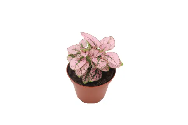 Pink Polka Dot Plant, 3-inch pot