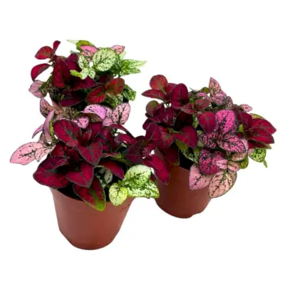 Tricolor Polka Dot Plants, 2-inch pots, set of 3 